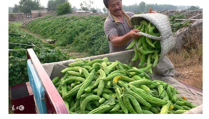 关于种植蔬菜的16个增产增收的小技巧